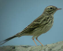 Pipit de Berthelot