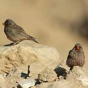 Trumpeter Finch