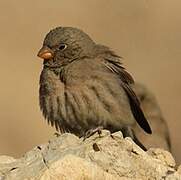 Trumpeter Finch