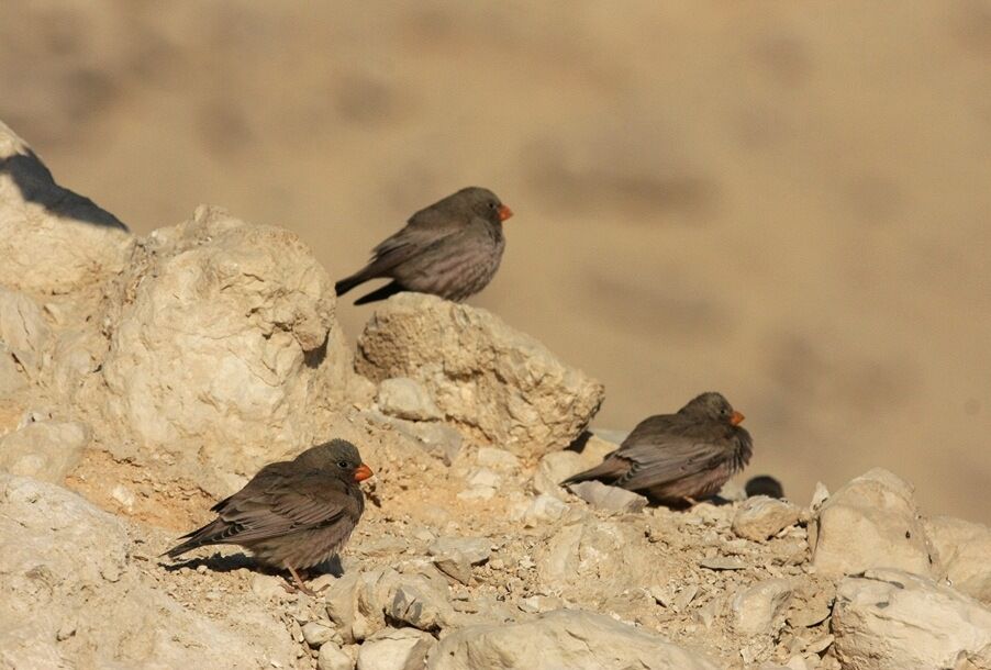 Trumpeter Finch