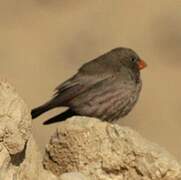 Trumpeter Finch