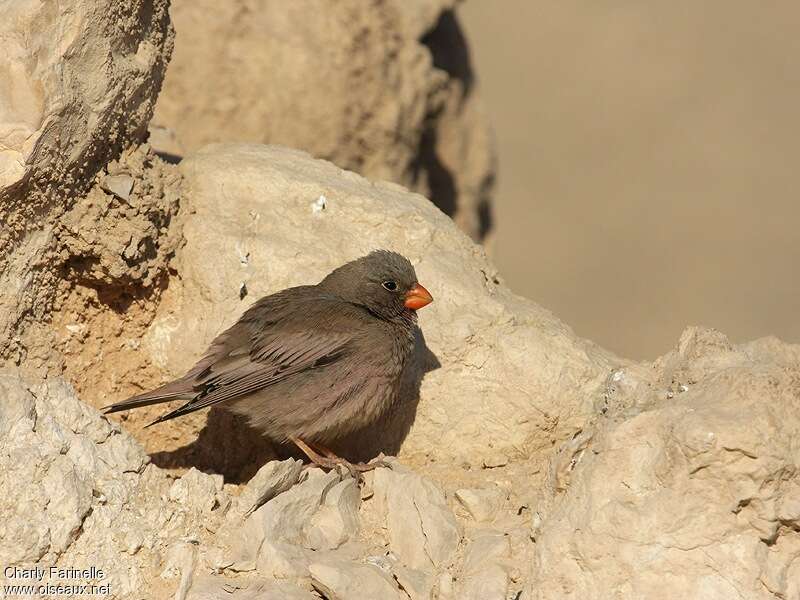 Trumpeter Finch male adult, pigmentation