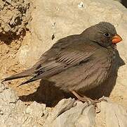 Trumpeter Finch