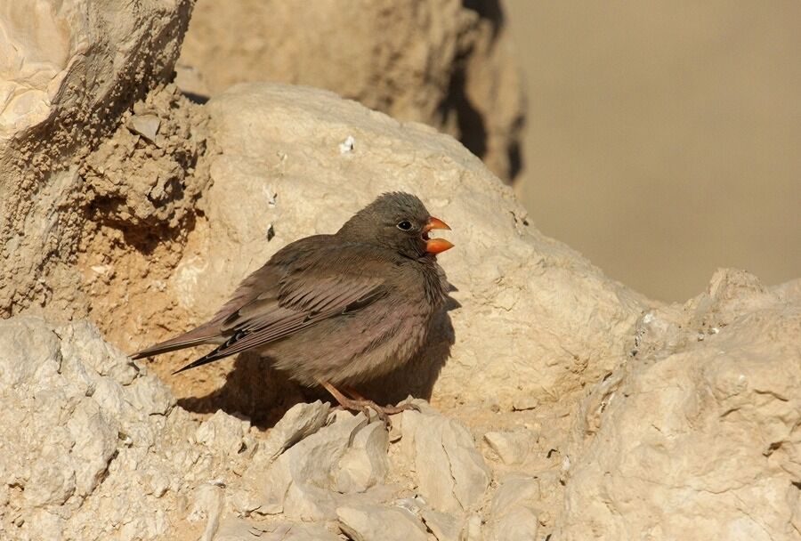 Trumpeter Finch male