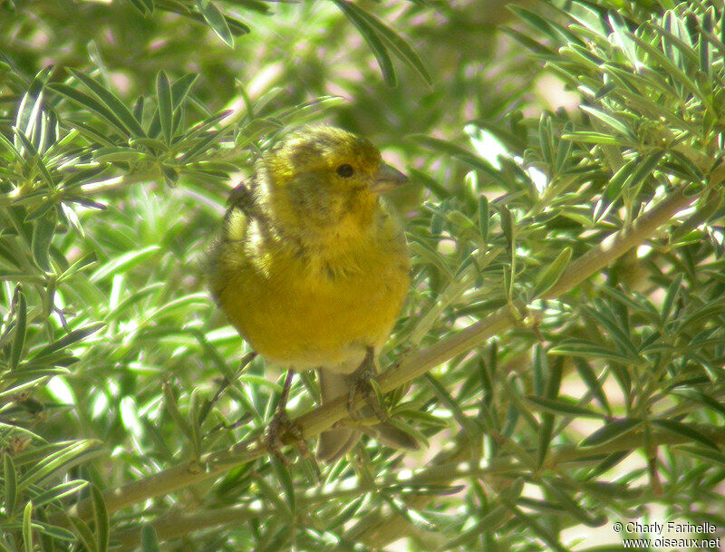 Atlantic Canary