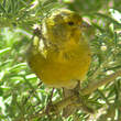 Serin des Canaries