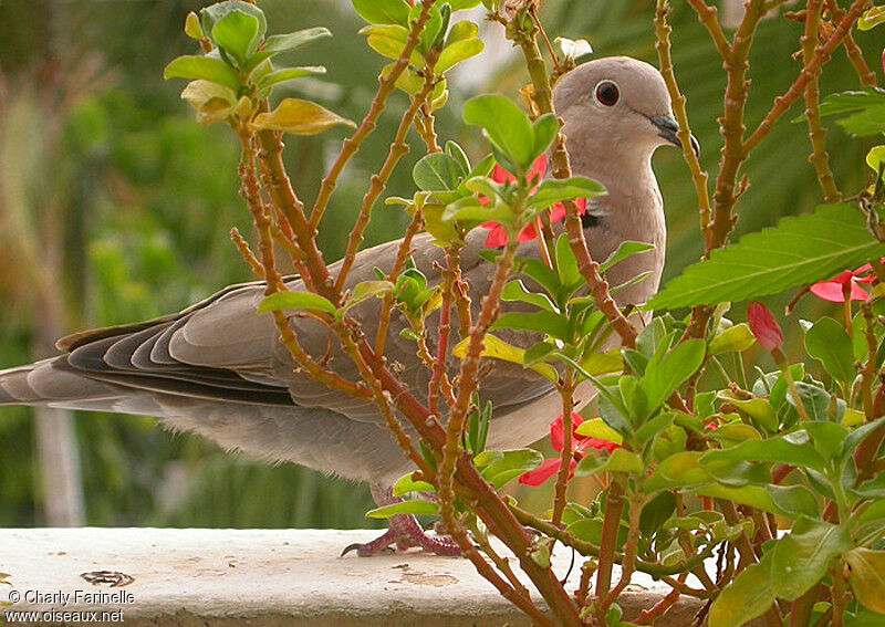 Eurasian Collared Dove