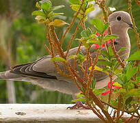 Eurasian Collared Dove