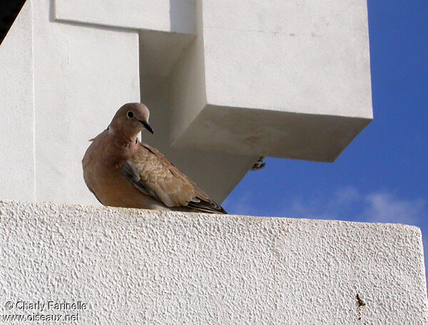 Eurasian Collared Dove