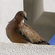 Eurasian Collared Dove