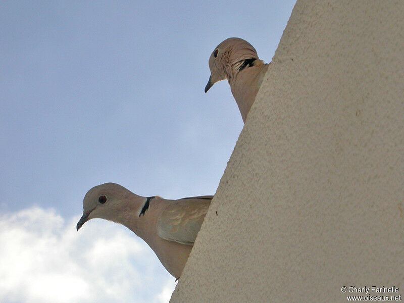 Eurasian Collared Dove