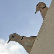 Eurasian Collared Dove