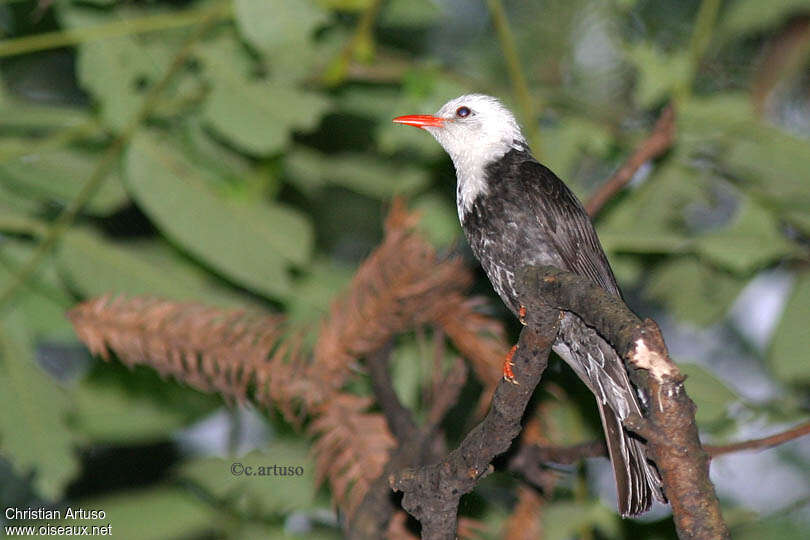 Bulbul noiradulte, identification