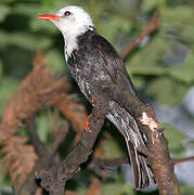 Black Bulbul