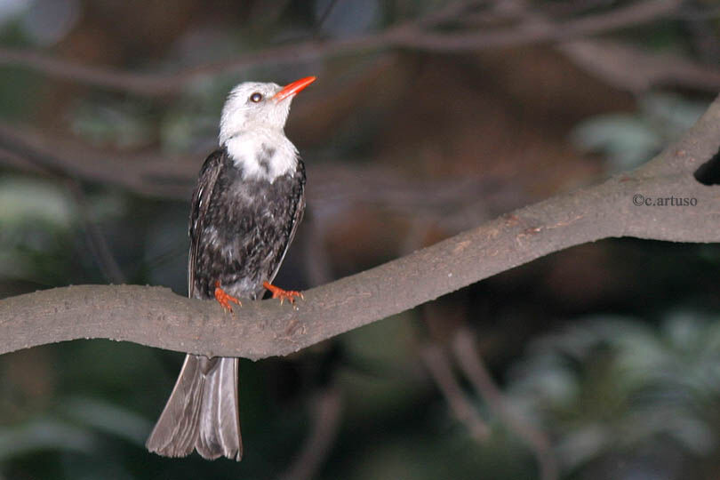 Black Bulbul