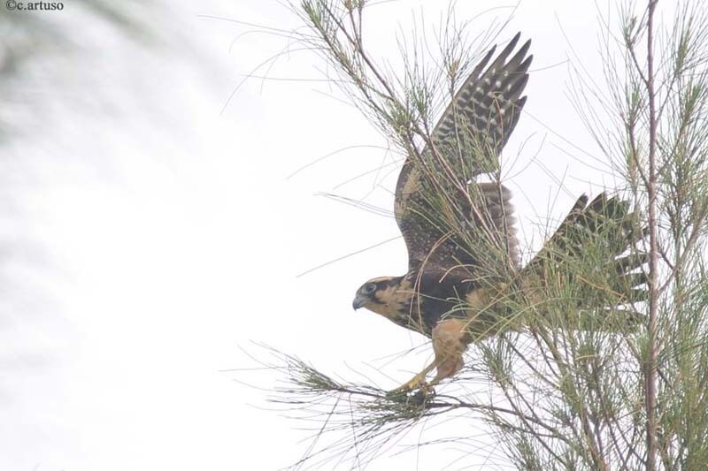 Aplomado Falcon