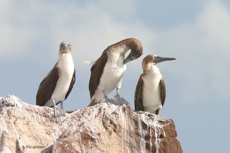 Blue-footed Booby