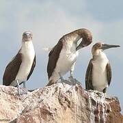 Blue-footed Booby