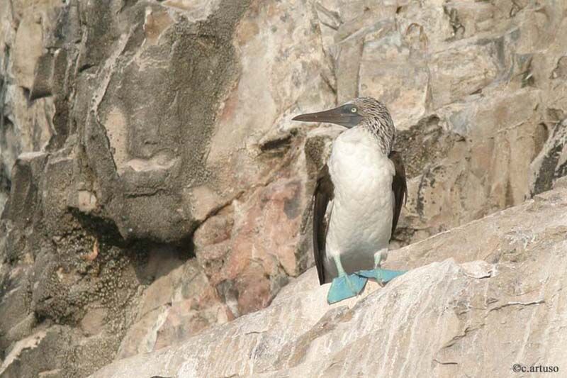 Fou à pieds bleus