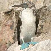 Blue-footed Booby