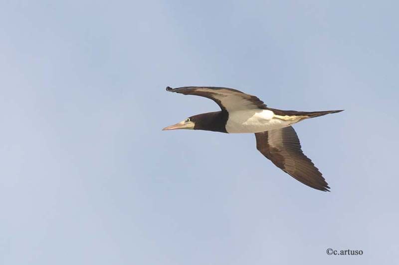 Brown Booby