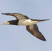 Brown Booby