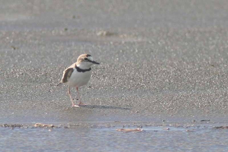 Collared Plover