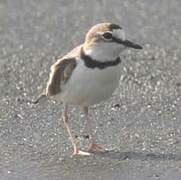 Collared Plover