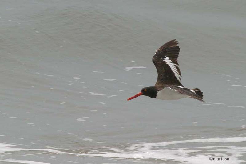 American Oystercatcher