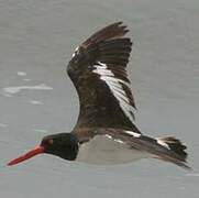 American Oystercatcher