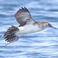 Black-vented Shearwater