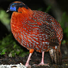 Tragopan de Temminck