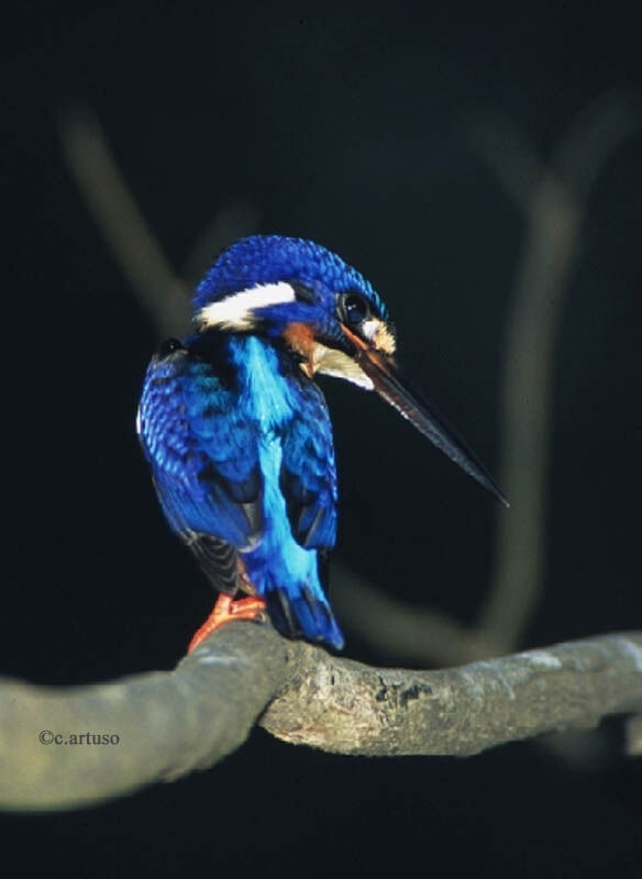 Blue-eared Kingfisher