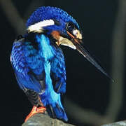 Blue-eared Kingfisher