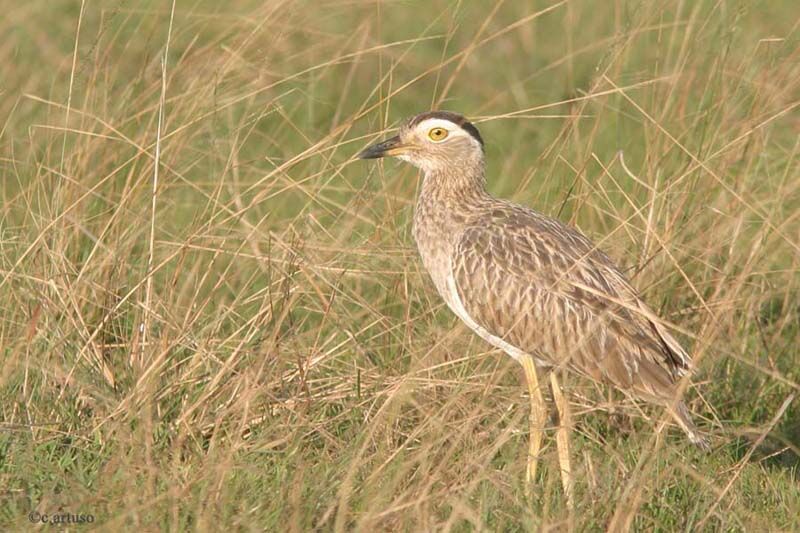 Double-striped Thick-knee