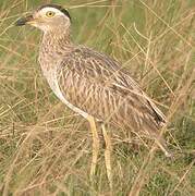 Double-striped Thick-knee