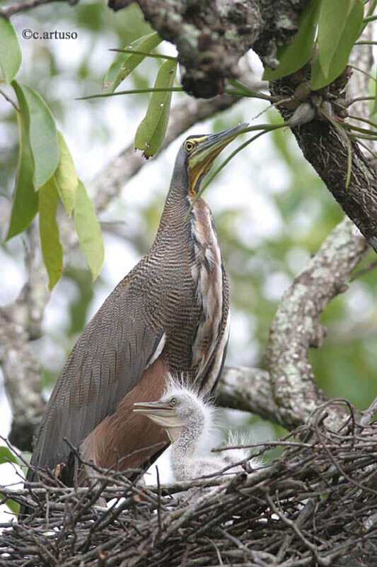 Bare-throated Tiger Heron