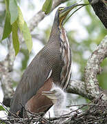 Bare-throated Tiger Heron