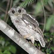 Balsas Screech Owl