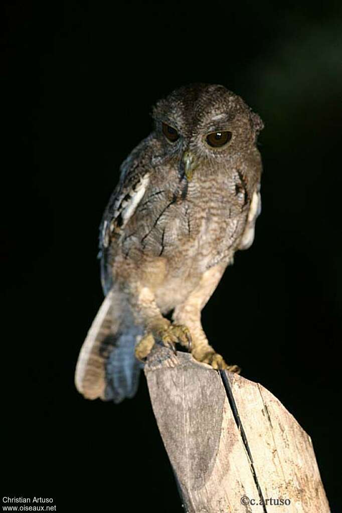 Balsas Screech Owl