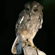 Balsas Screech Owl