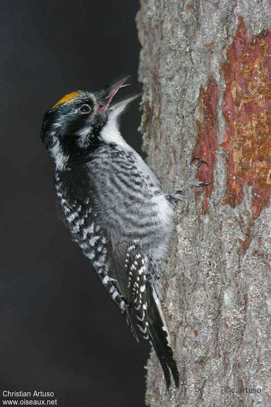 American Three-toed Woodpecker