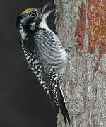 American Three-toed Woodpecker