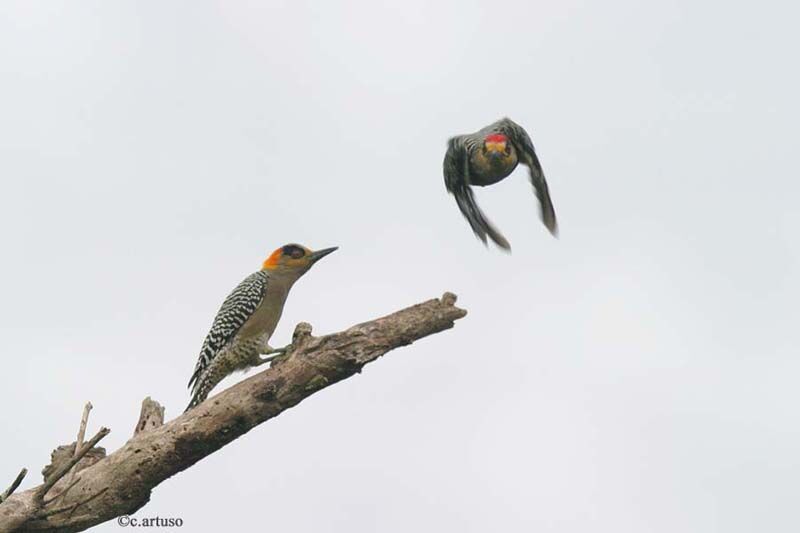 Golden-cheeked Woodpecker