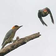 Golden-cheeked Woodpecker