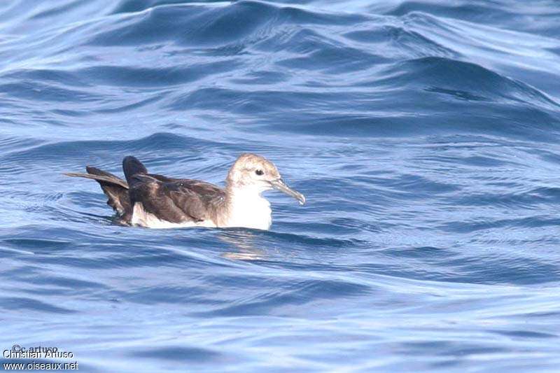 Black-vented Shearwater