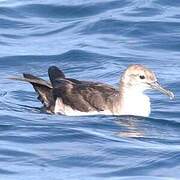 Black-vented Shearwater