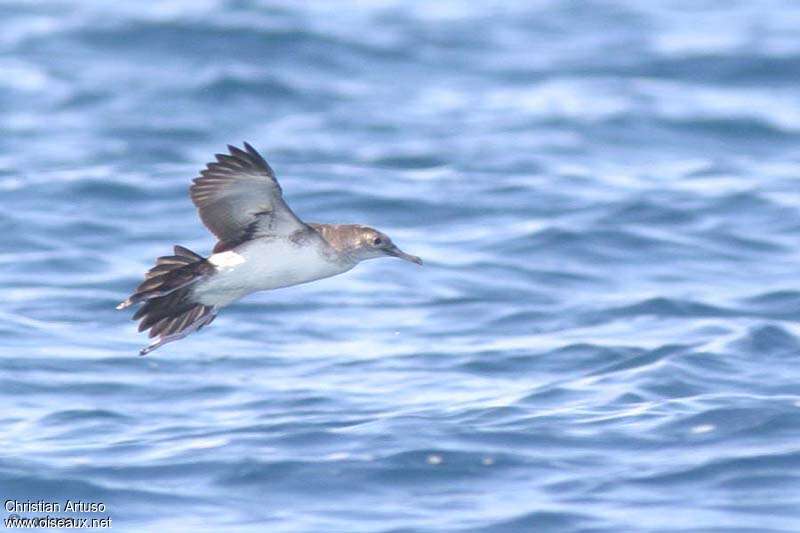 Black-vented Shearwater