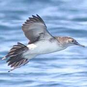 Black-vented Shearwater