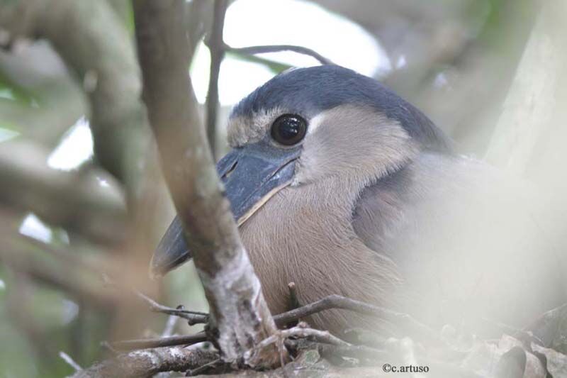 Boat-billed Heron